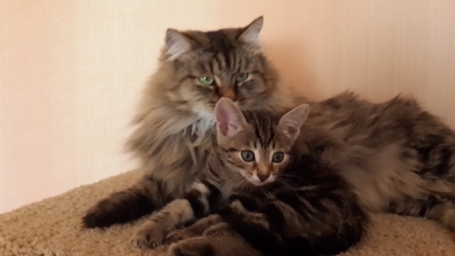 Котовторник 15.07.2014.