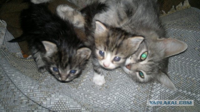 Котовторник 06.01.2015