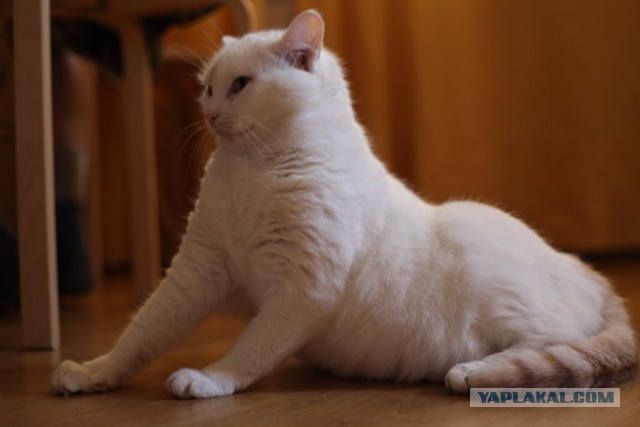 Котовторник