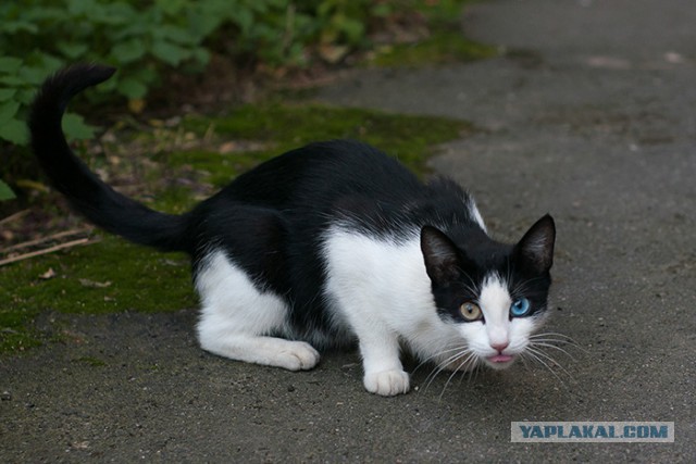 Котовторник