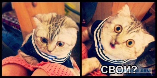 Особая примета