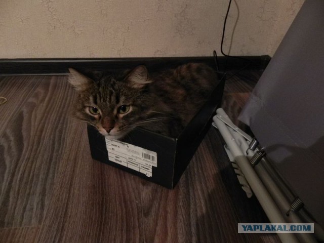 Котовторник 29-09-2015,