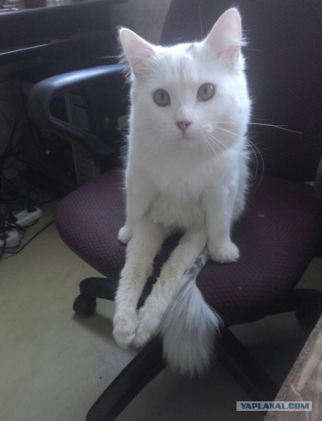 Кот с очень необычной способностью.