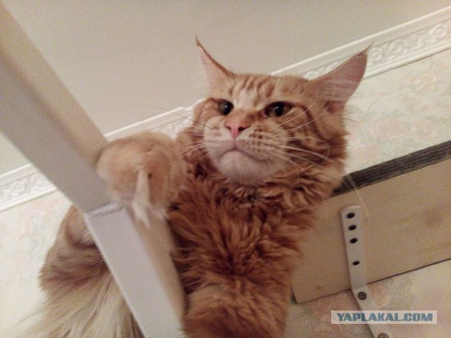 Котовторник  01.03.2016
