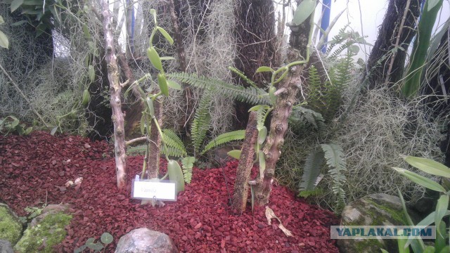 Как растет еда в естественной среде