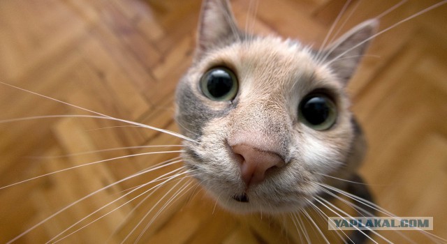 Котики на выходные