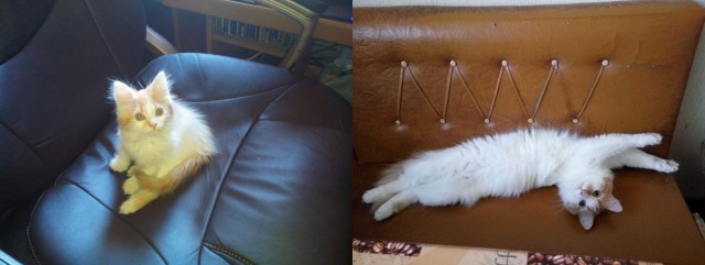 25 котят, которые так быстро выросли