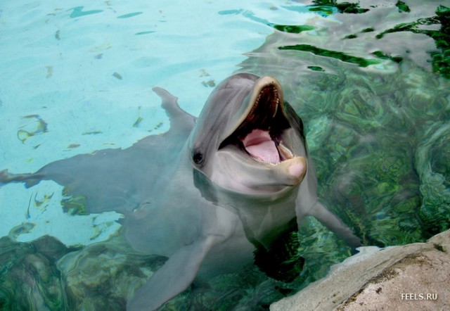 Дельфинчики!