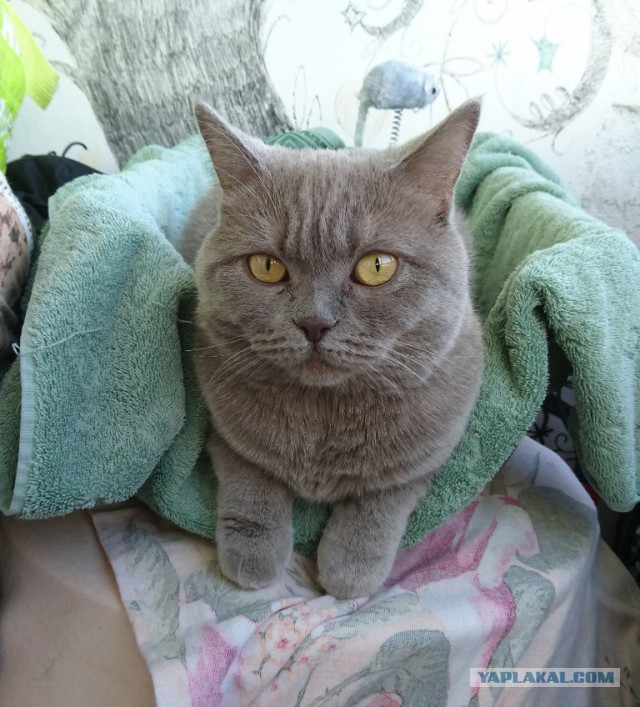 Котовторник  10.05.2016