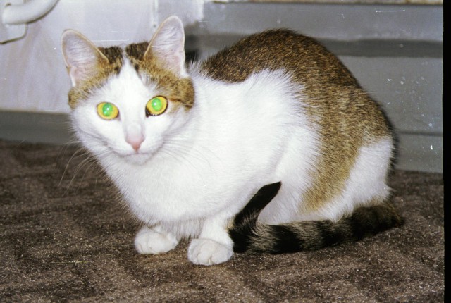 Коты из сети