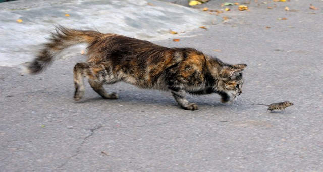 Котовторник 14.03.2017