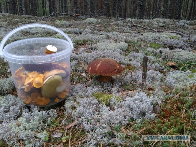 Начался грибной сезон! Небольшая памятка любителям “тихой охоты”