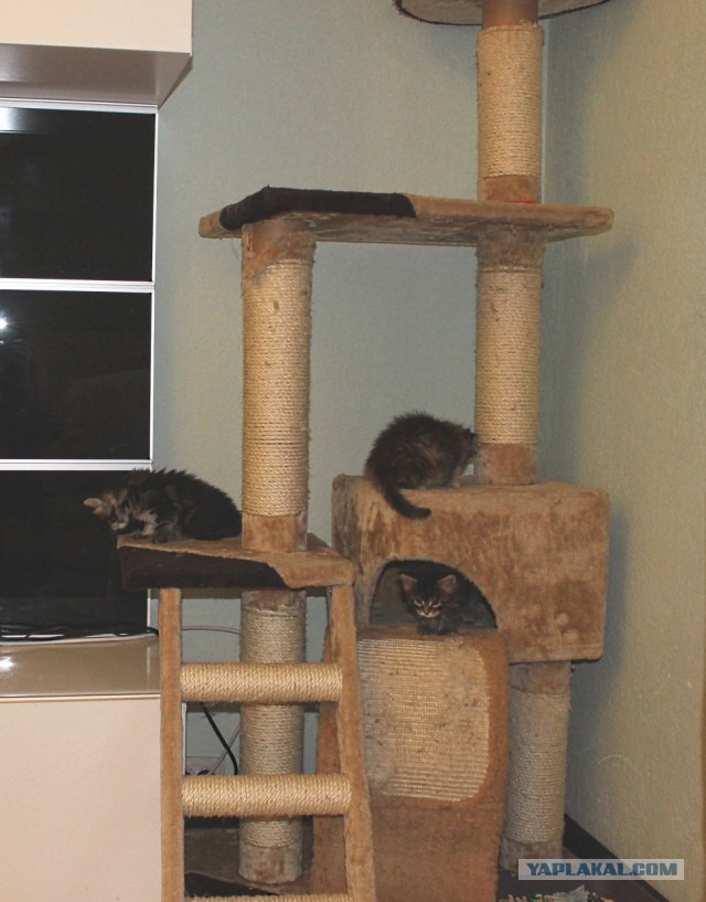 Котомайзинг