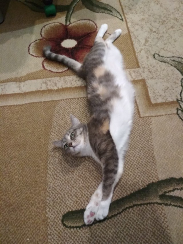 Прикольных котов пост