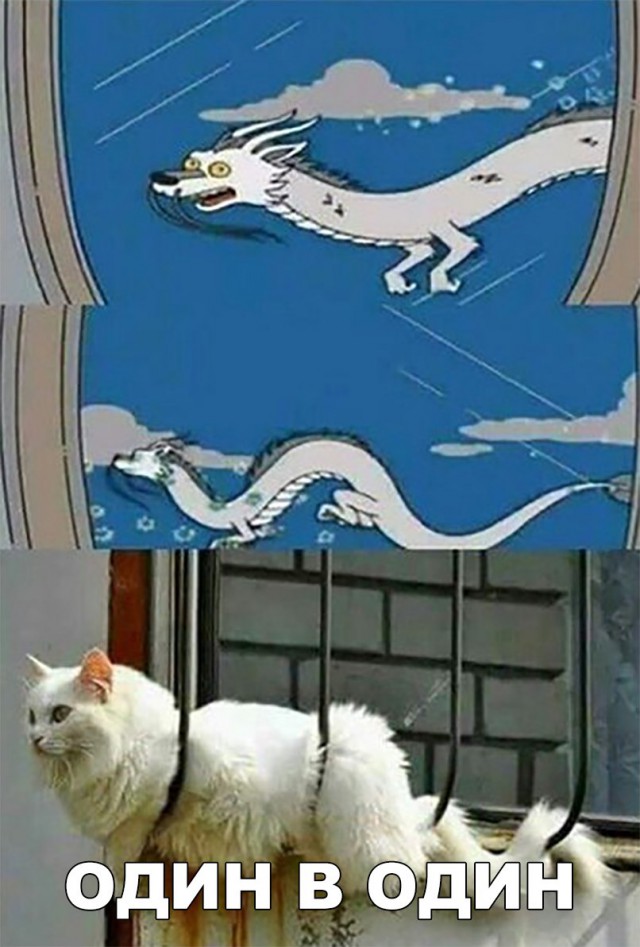 Фотобомбы котов