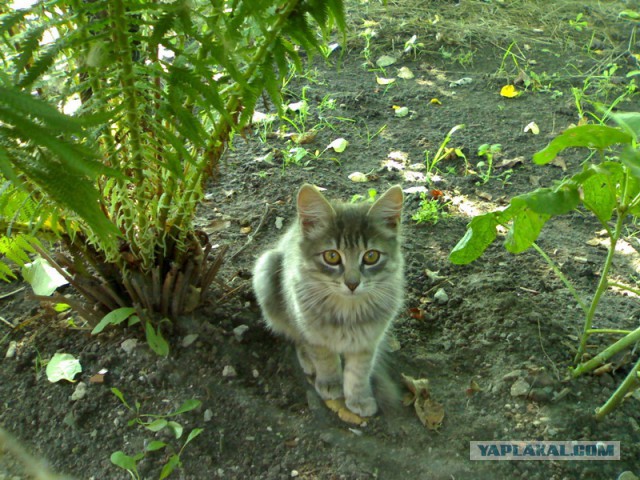 Котовторник 20.03.2018