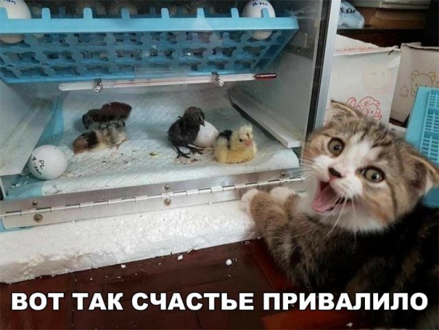 Фотобомбы котов