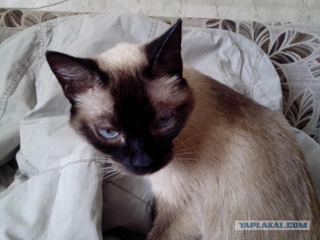 Котовторник