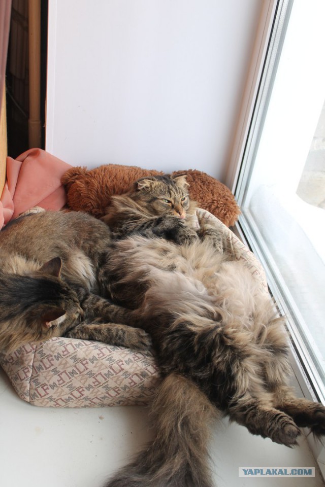 Котовторник