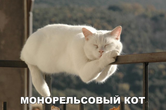 Кот без прикрас