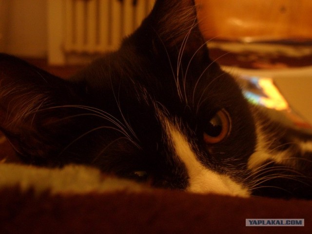 Котовторник на ЯПе (21.04.2009)