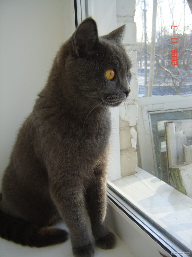 Котовторник?