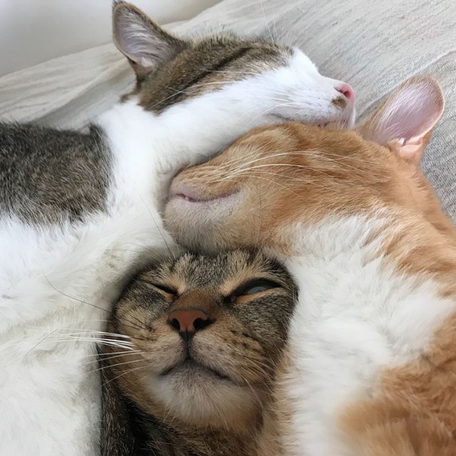 Прикольных котов пост