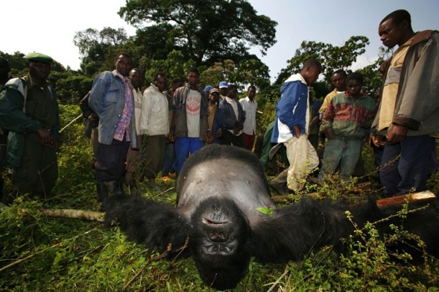 Убийство в Национальном парке Virunga (+18)