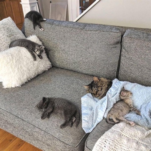 Прикольных котов пост