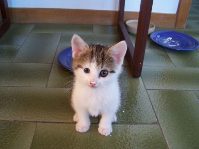 Котовторник с Максом