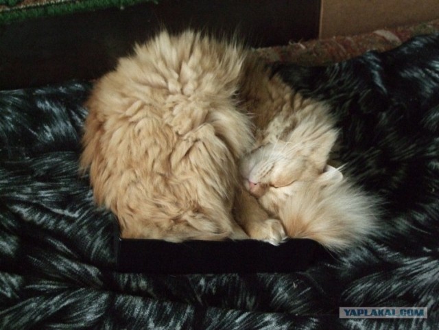 Сонный Котовторник