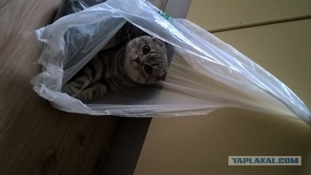 Котовторник (20.11.18)