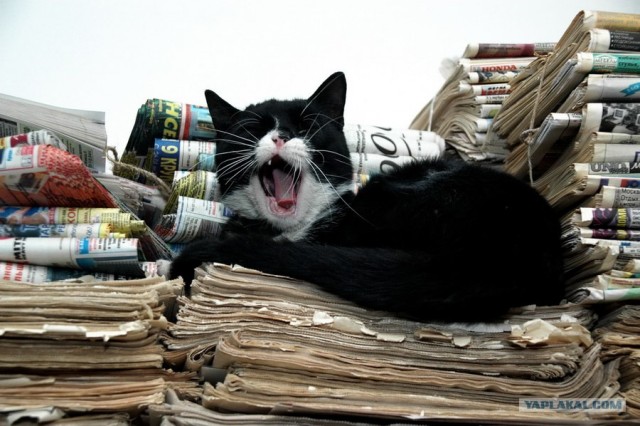 Котовторник так котовторник!