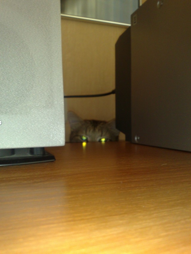 Котовторник 22.11.11