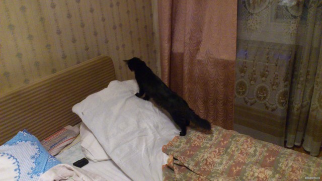 Котовторник (10.01.2012)