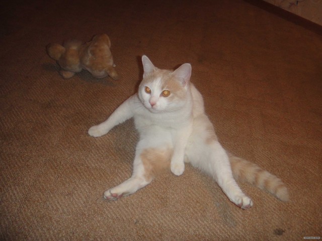 КОТОВТОРНИК (6.03.2012)