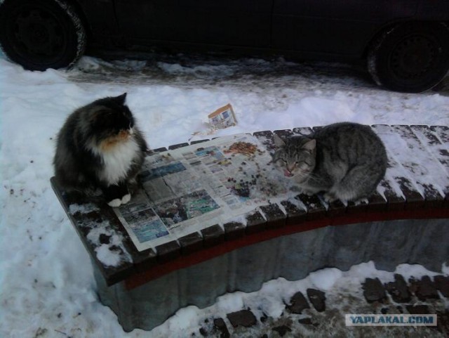 Котовторник 1 мая 2012