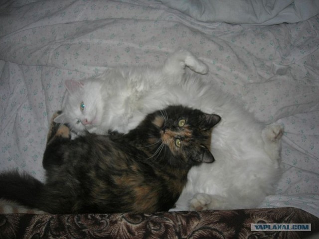 Котовторник   5.06.2012