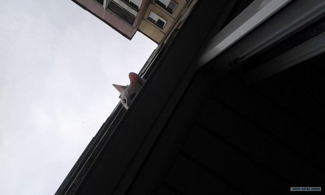 Котовторник 07.08.2012