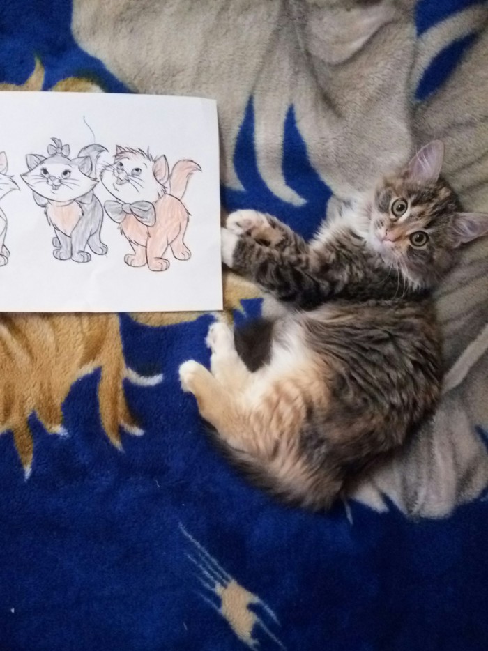 С Днём кошки!