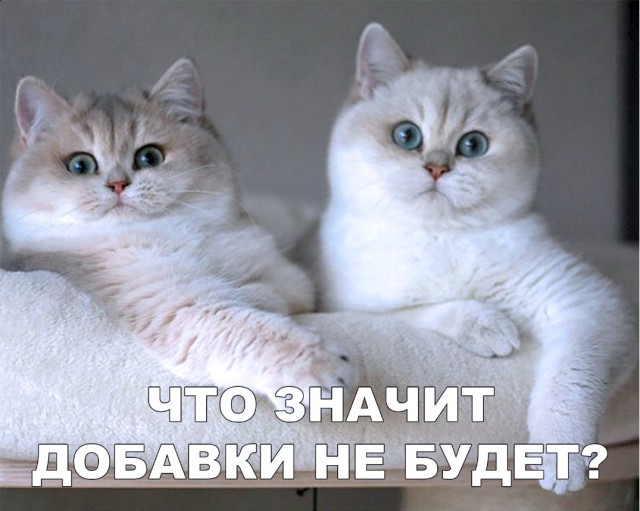 Забавные фото котеек