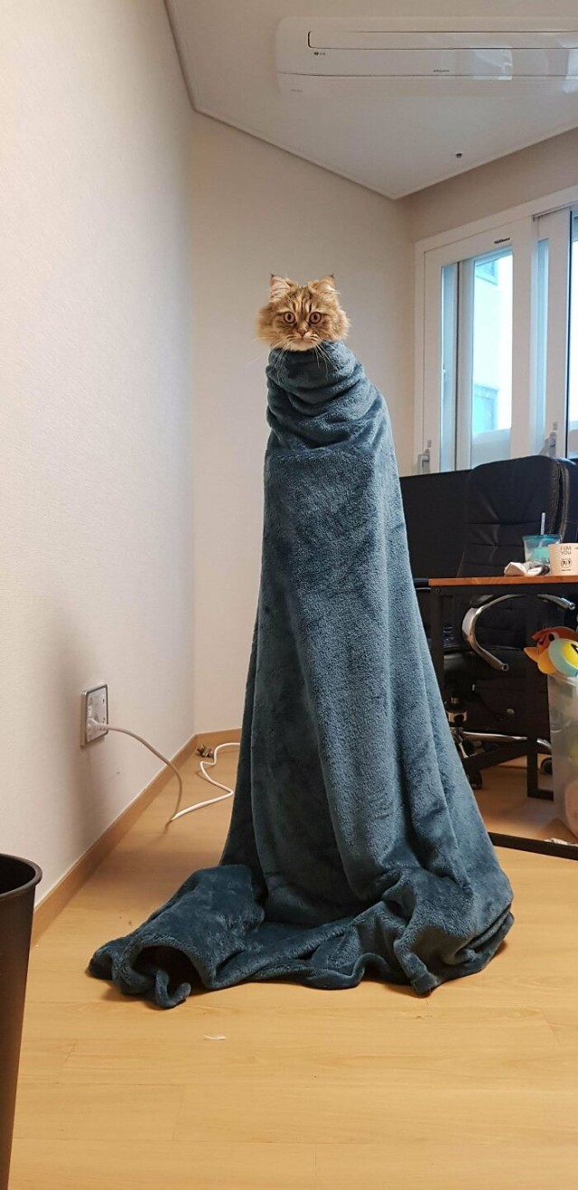 К - Котогеничность