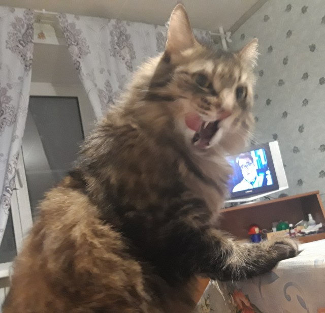 Котовторник. Добавляйте своих