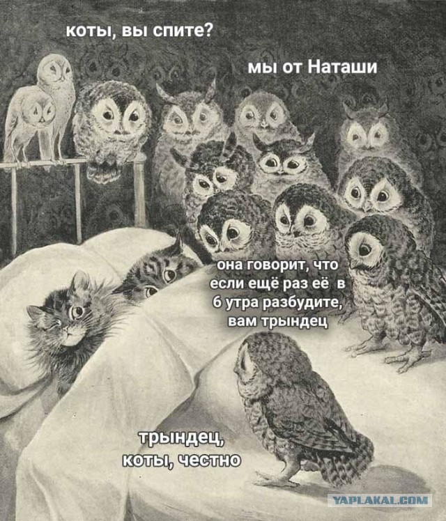 Картинки с надписями и котами