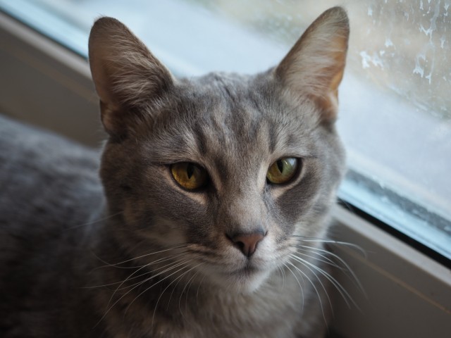 Котовторник!