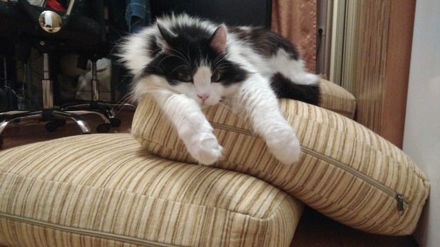 Вторник. Кото-вторник...