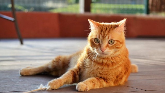 Которник