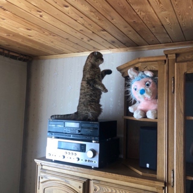 Котовторник 05.10.21 г