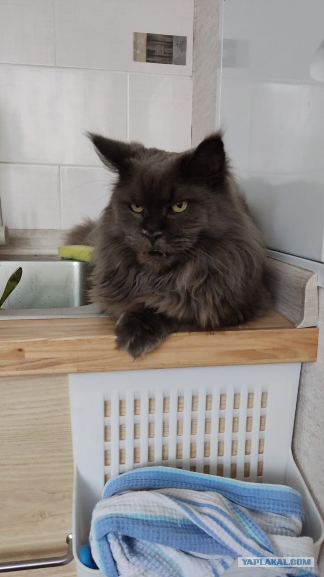 Кот Мейн-кун: царь домашних кошек!
