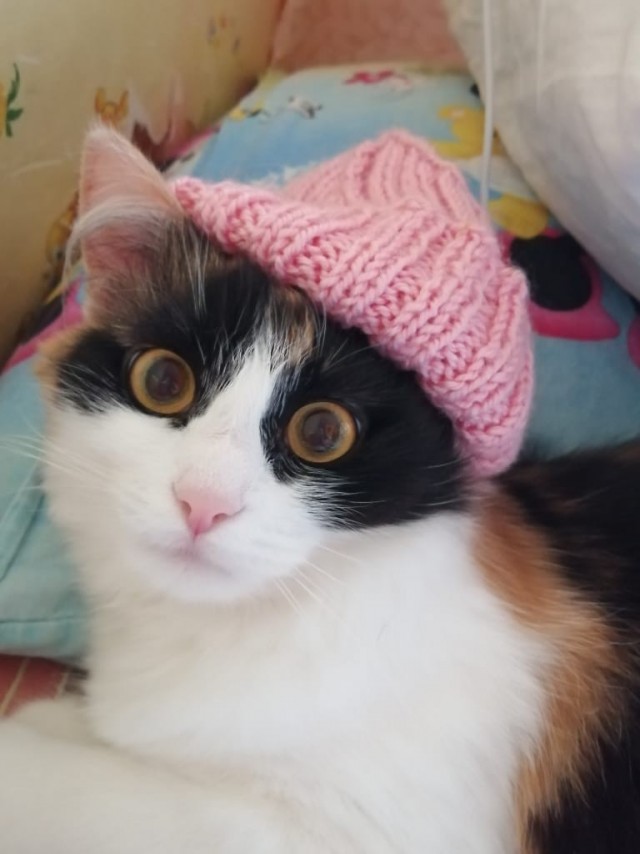 Котовторник. Февраль
